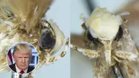 Neopalpa donaldtrumpi (Vazrick Nazari/Zookeys under CC by 4.0)