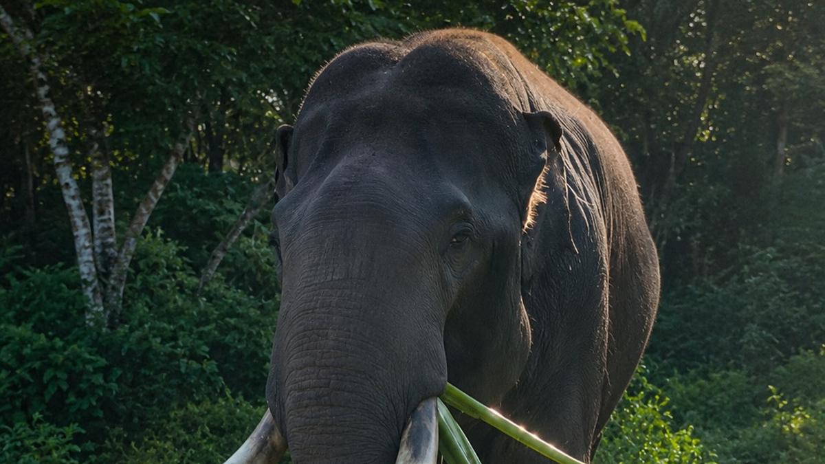 Gajah Indro Mati di TN Tesso Nilo, Tim Flying Squad Tersisa 5 Ekor