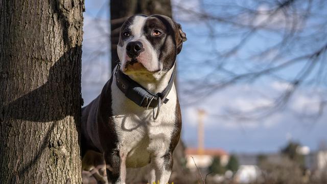 American Pit Bull Terrier