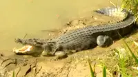 Ilustrasi - Penampakan Buaya di Sungai Lukulo, Kebumen, Jawa Tengah, Desember 2018. (Foto: Liputan6.com/Mulyadi/Muhamad Ridlo)