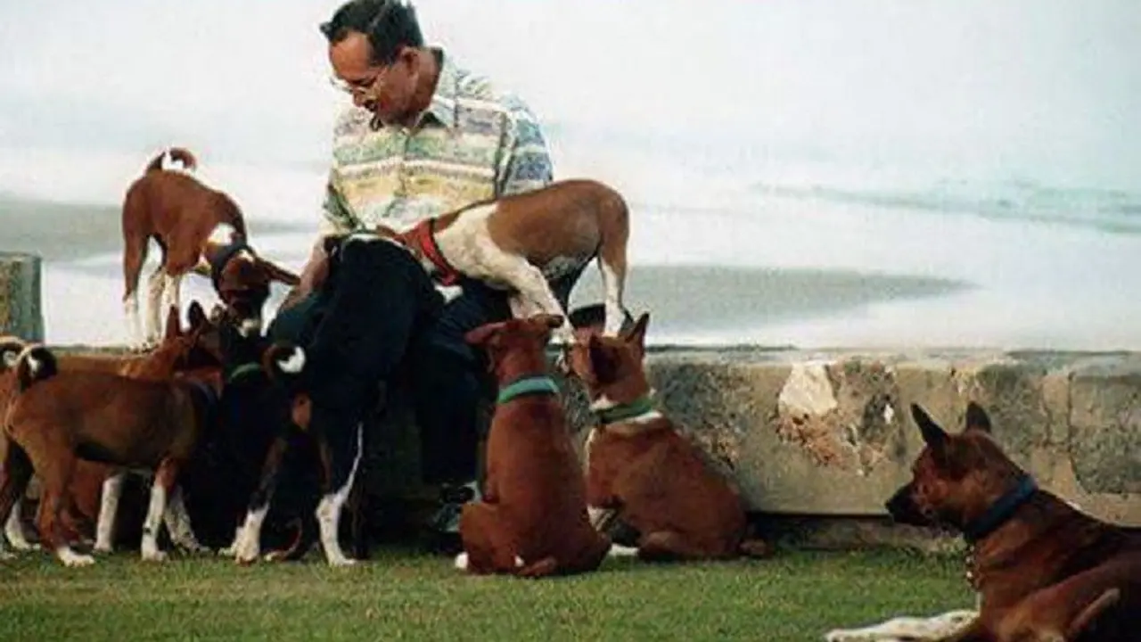 [Bintang] Anjing 