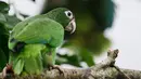 Burung beo Puerto Rico bertengger pada dahan pohon di pusat penangkaran di Iguaca Aviary, El Yunque, Puerto Rico, (6/11). Para ilmuwan saat ini lebih fokus untuk merilis beo Puerto Rico ke alam liar daripada melakukan reproduksi. (AP Photo/Carlos Giusti)
