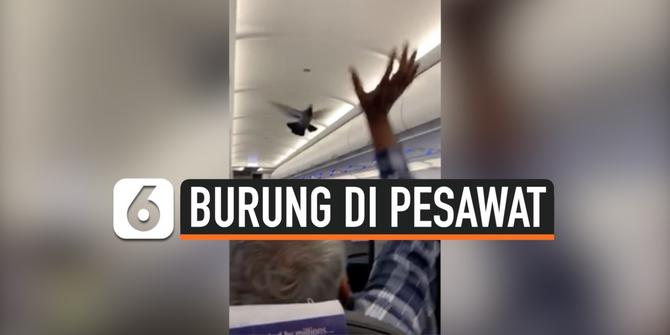 VIDEO: Burung Terbang Dalam Kabin Pesawat, Penumpang Heboh