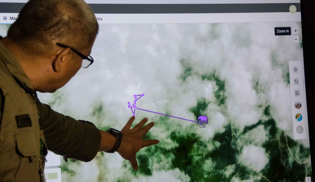 Balai Besar KSDA Riau bersama para pihak terkait akan melakukan pemantauan dan pengolahan data GPS Collar tersebut. Foto yang diambil pada 7 November 2025 menunjukkan Supartono, Kepala Pusat Konservasi Sumber Daya Alam Riau (BBKSDA Riau), menunjuk ke layar monitor yang menampilkan jalur pergerakan seekor gajah betina liar Sumatra yang dilengkapi dengan kalung GPS di kantornya di Pekanbaru, Riau. (Wahyudi/AFP)