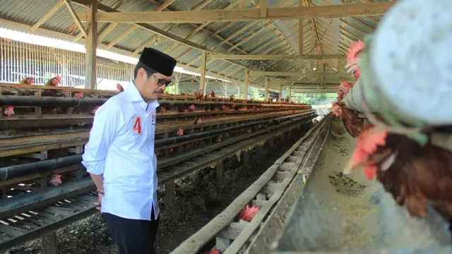 Cagub Sulsel, Ichsan Yasin Limpo Kunjungi Peternak Ayam Petelur di Kabupaten Sidrap, Sulsel (Liputan6.com/ Eka Hakim)