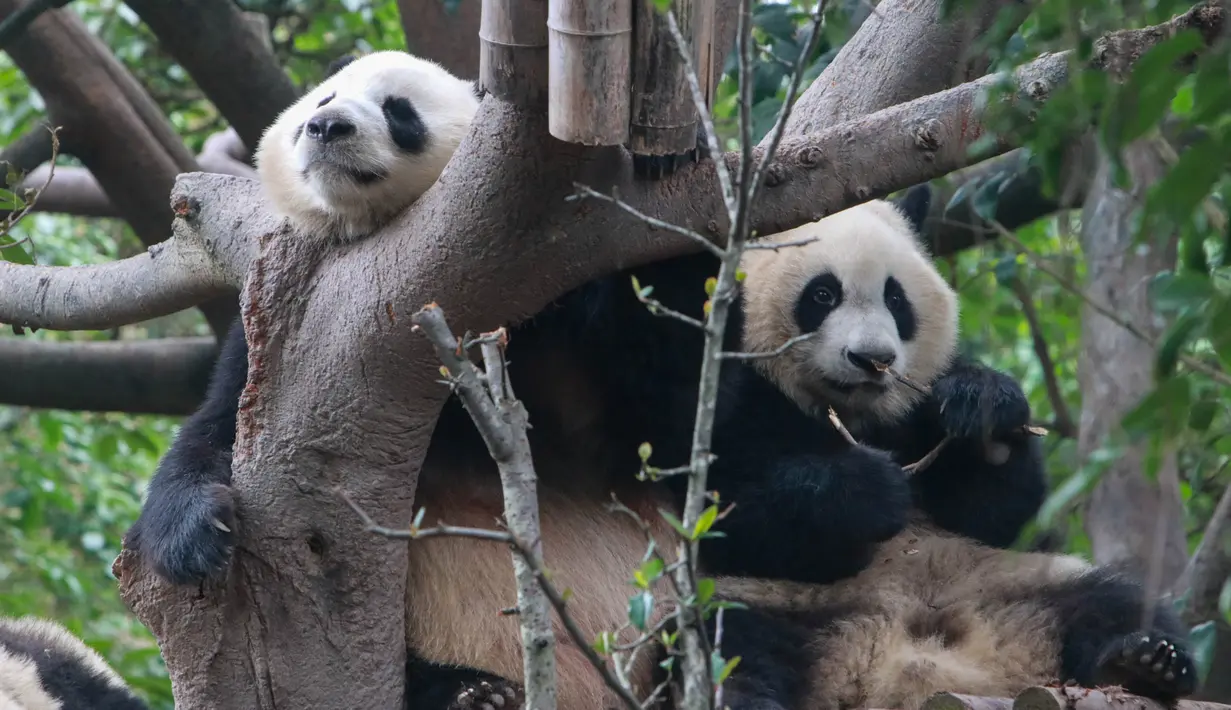 Dua panda raksasa terlihat di Pusat Penelitian dan Penangkaran Panda Raksasa Chengdu dalam sebuah acara peringatan Hari Panda Internasional di Chengdu, Provinsi Sichuan, China barat daya, pada 27 Oktober 2020. (Xinhua/Chen Juwei)