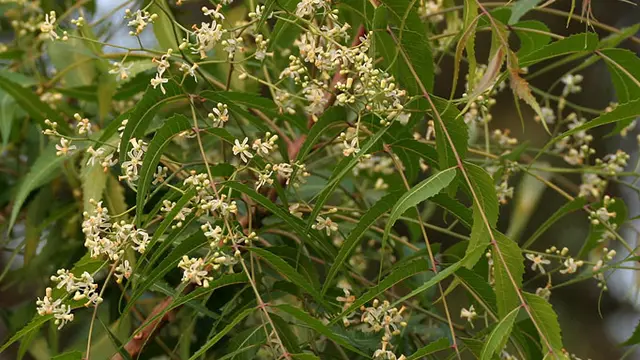 Mimba (Azadirachta indica)