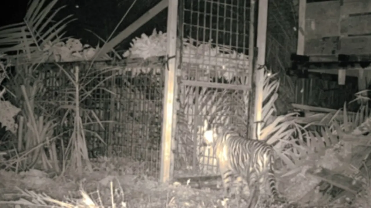 Harimau sumatra yang pernah masuk kandang jebak dan dievakuasi oleh BBKSDA Riau.