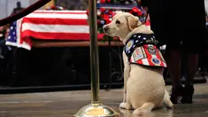 Sully, anjing mendiang George H.W. Bush memberikan penghormatan kepada sang tuan di Gedung Capitol, Washington, Senin (3/12). Sully diberikan kepada Bush sebagai hadiah pada Juni lalu setelah istrinya, Barbara, meninggal dunia. (AP/Manuel Balce Ceneta)