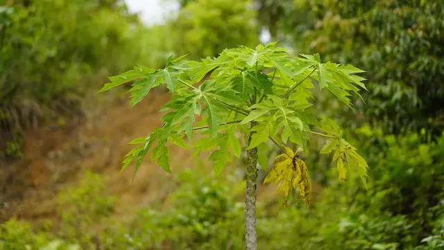 Ilustrasi pohon pepaya