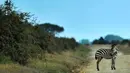 Seekor anak zebra berhenti di tengah jalan di Taman Nasional Amboseli, Kenya, 21 Juni 2018. Diperkirakan terdapat sekitar 400 spesies burung dan 47 jenis hewan liar di taman nasional ini. (AFP/TONY KARUMBA)