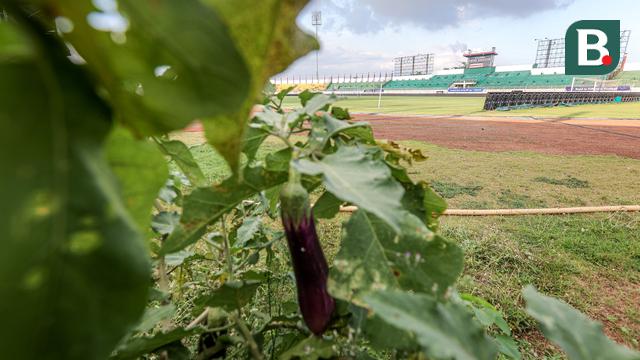 Tanaman di Dalam Stadion Bangkalan