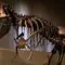 Penemuan Jejak Kaki Berukuran 7 Meter Ungkap Cara T-Rex Dewasa Berjalan