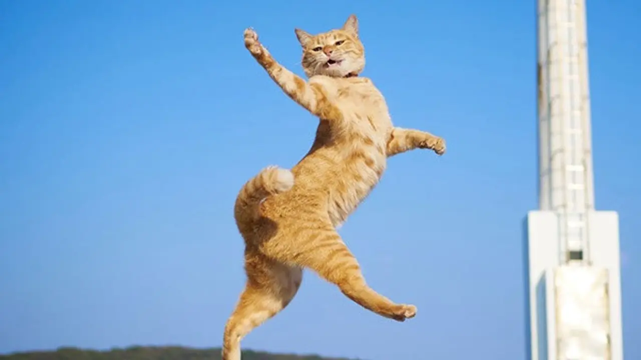 Foto Kucing Menari