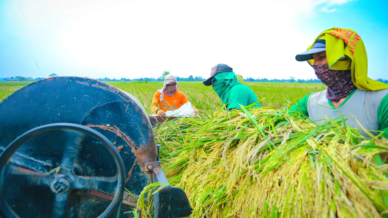 Petani panen padi