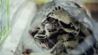 Bila Macan Dahan Terluka Bikin Khawatir Warga Satu Desa