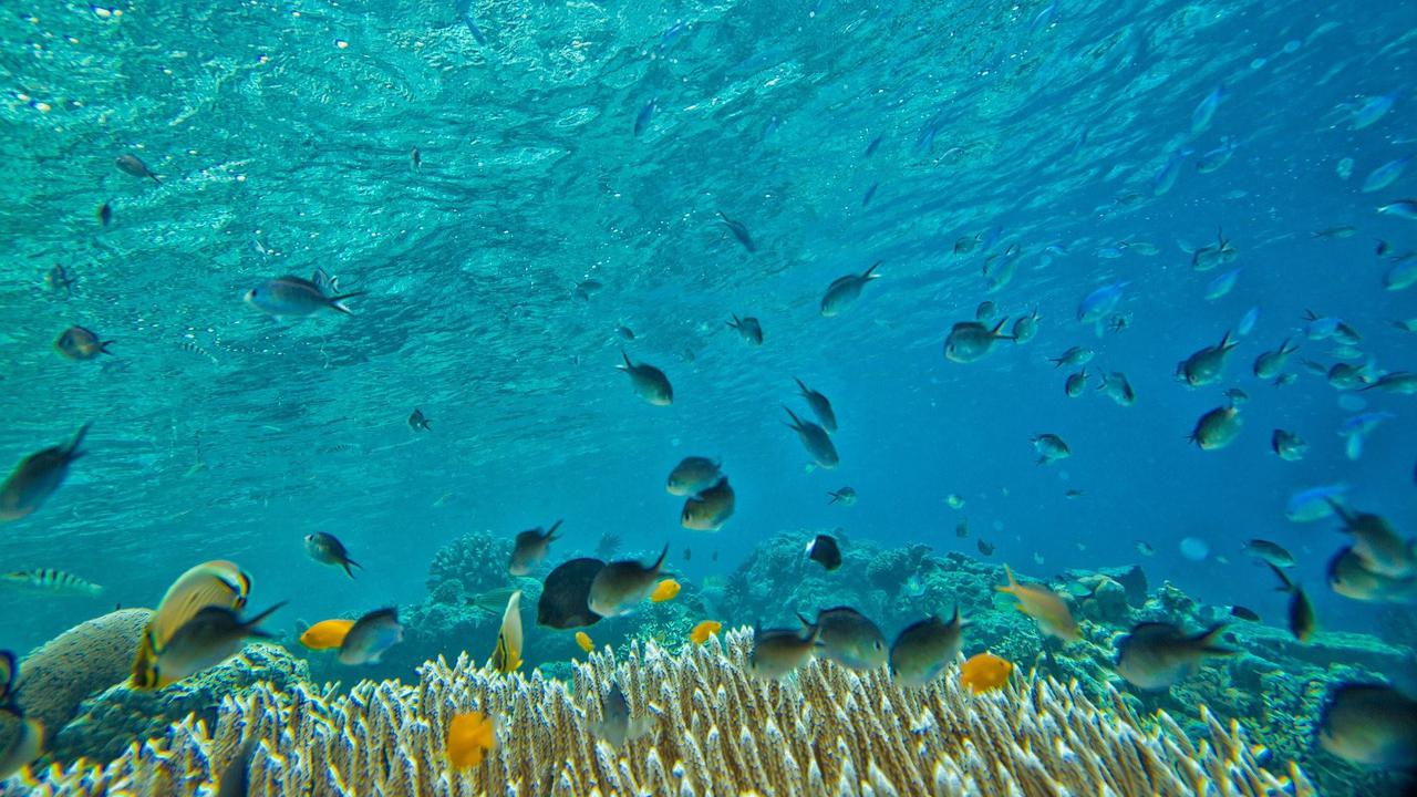 Ekosistem Adalah Tatanan Lingkungan Hidup, Pahami Pengertian dan Komponennya