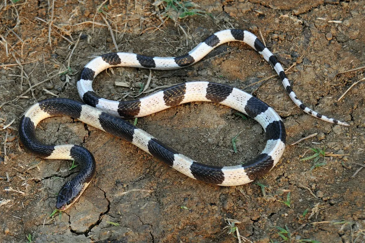 Ular Weling (Bungarus candidus)