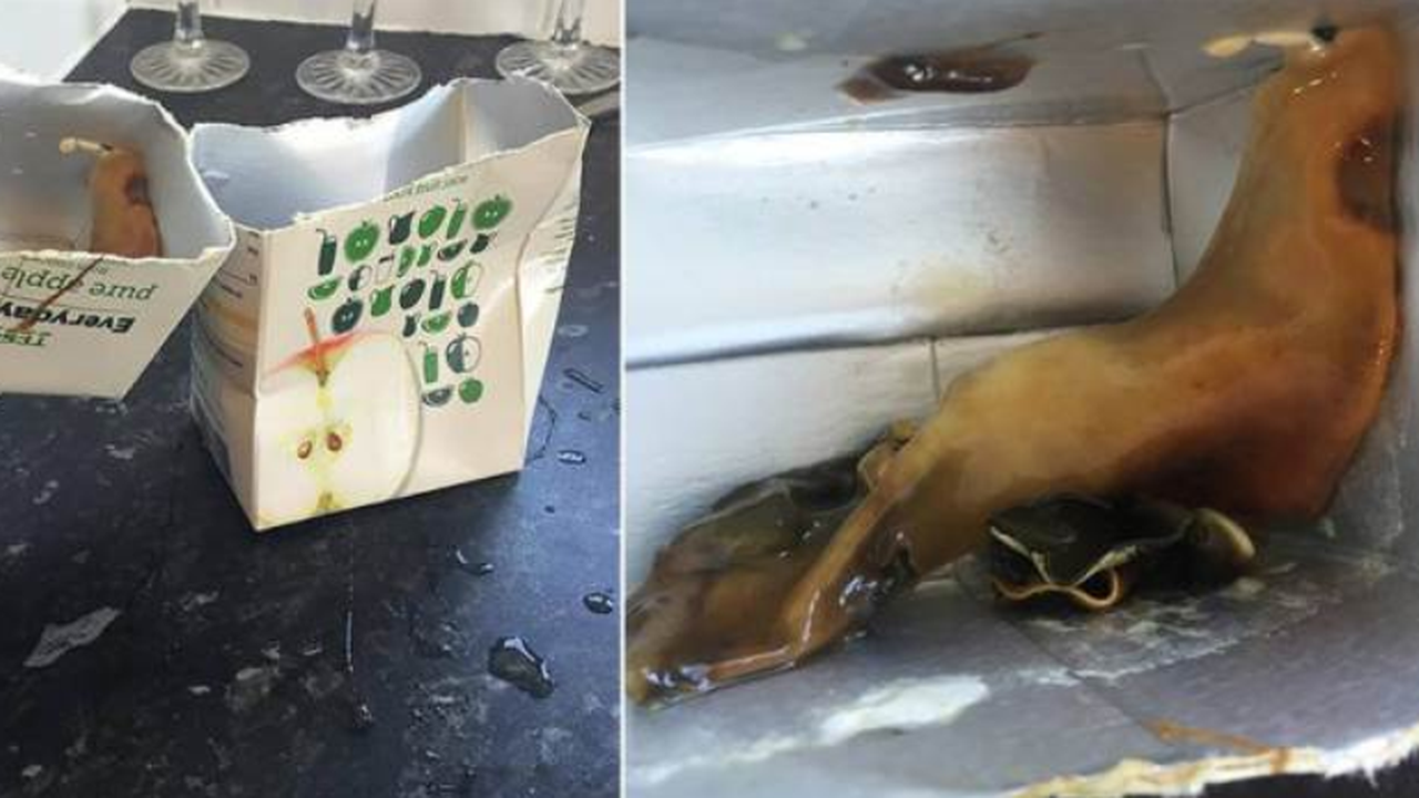 Pasangan Ini Panik Temukan Makhluk Misterius dalam Jus