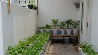 8 Desain Kebun Sayur di Ember Cat Bekas, Praktis dan Produktif di Segala Cuaca