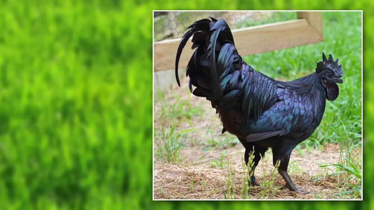 Куриная слепота как видит человек. Как видит ночью человек с куриной слепотой. Куры видят в темноте. Куры видят в темноте. Куры видят в темноте.