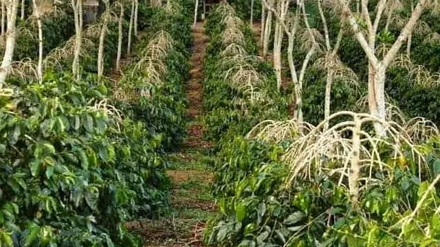 Kebun Kopi Gayo, Wisata Agro Khas Takengon