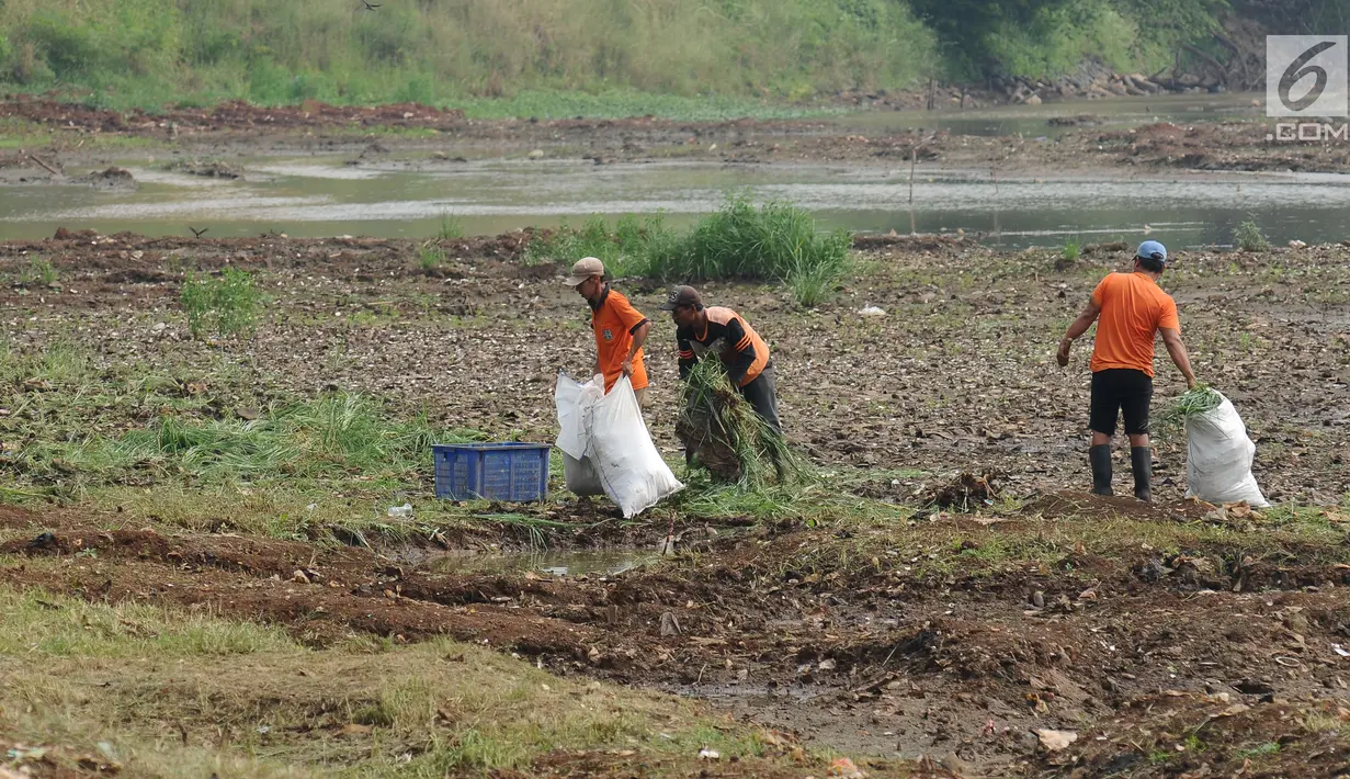 Pekerja melakukan pembersihan rumput liar di Setu Babakan, Jakarta, Jumat (14/7). Setu Babakan akan menjadi lokasi pelaksanaan Lebaran Betawi 2017 yang akan digelar pada 21 - 23 Juli 2017. (Liputan6.com/Helmi Fithriansyah)