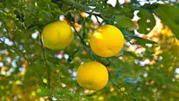 Mengenal Jeruk Yuzu, Buah Citrus Jepang dengan Rasa Asam yang Khas