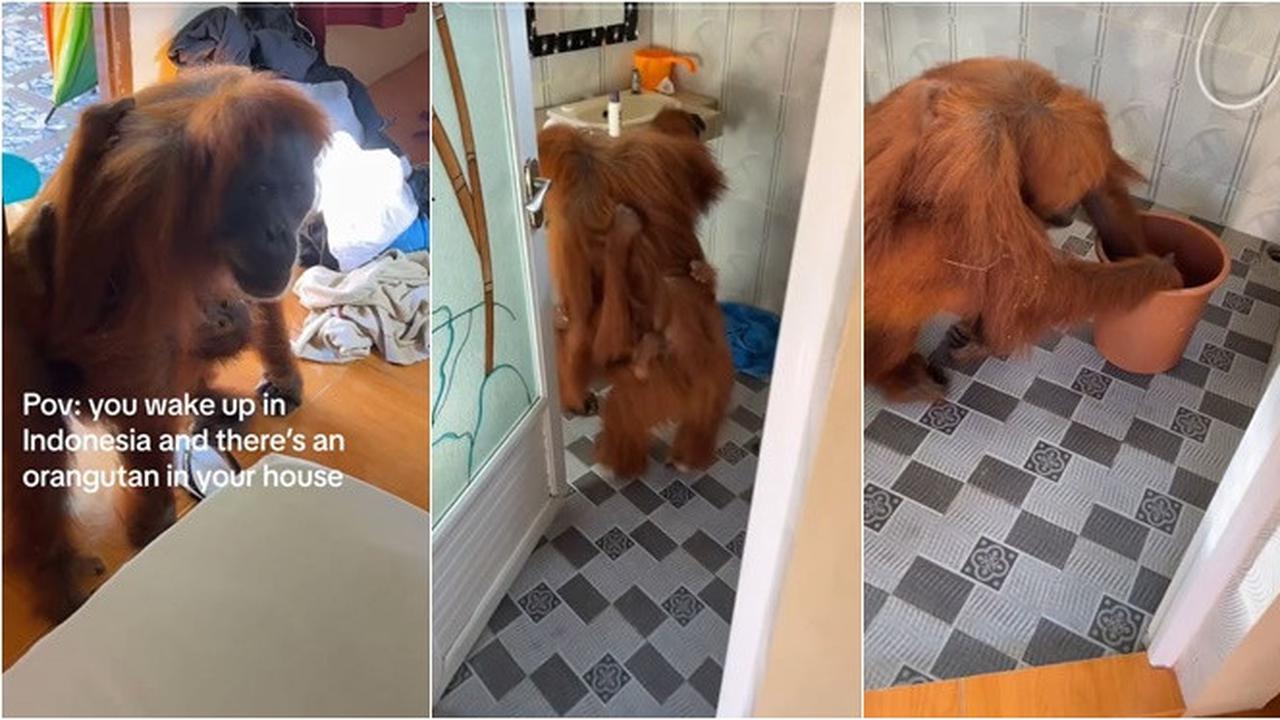 Tingkah Orang Utan Bawa Anaknya Masuk Kamar Turis Ini Viral, Numpang Cuci Tangan