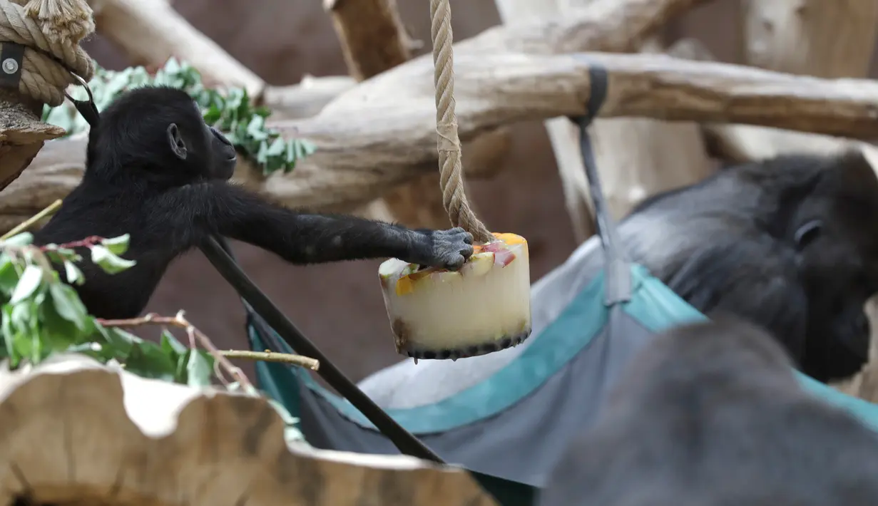 Anak gorila dataran rendah, Ajabu mengamati ayahnya menjilati es krim di Kebun Binatang Praha, Republik Ceko, Senin (6/8). Pengelola bonbin memberikan es krim dari buah-buahan agar binatangnya tidak tersiksa selama gelombang panas. (AP/Petr David Josek)