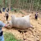 Gajah mati di Kabupaten Bengkalis karena makan buah nanas di konsesi hutan tanaman industri. (Liputan6.com/Dok BBKSDA Riau)