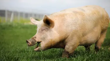 Seekor babi buta memakan rumput di Freedom Farm, Moshav Olesh, Israel, 7 Maret 2019. Freedom Farm melindungi hewan-hewan cacat di Israel. (REUTERS/Nir Elias)