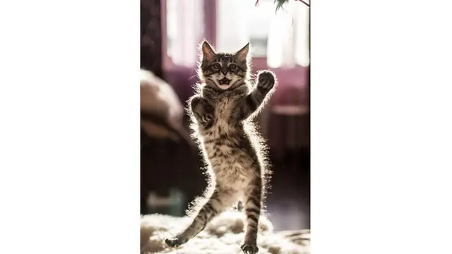Foto Kucing Menari