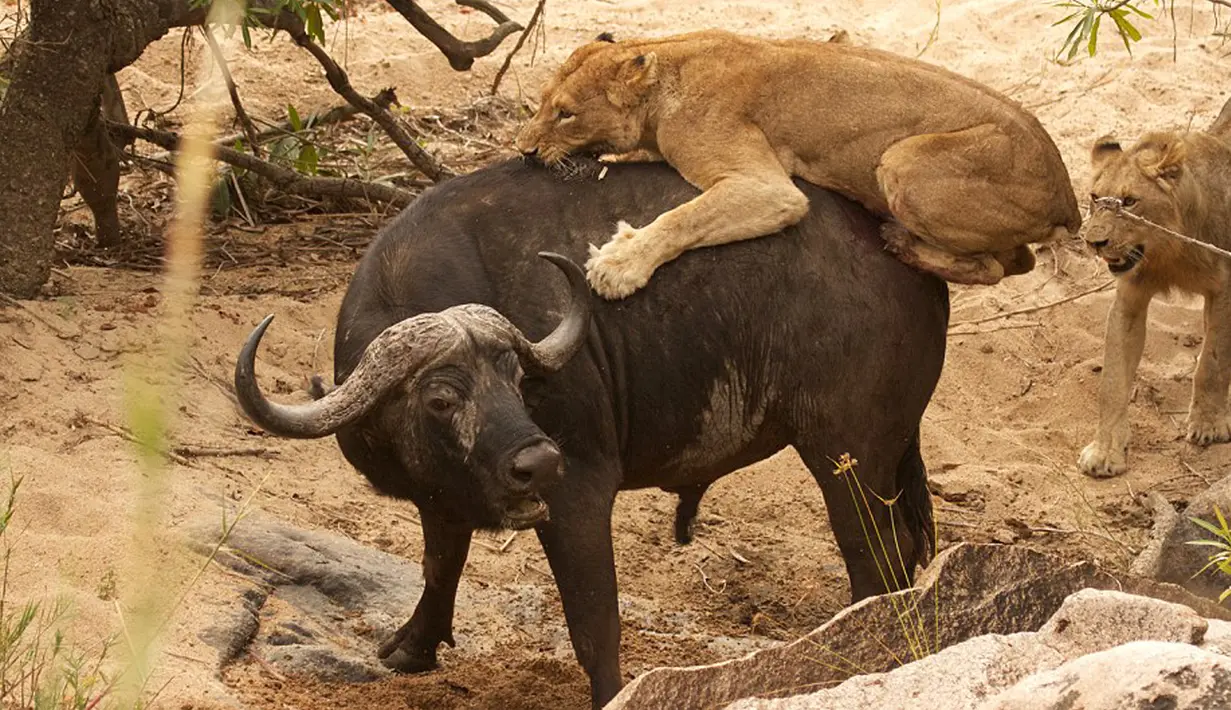 Seekor singa tampak menyerang punggung kerbau tua yang berjalan sendirian di Londolizi Game Reserve, dekat Taman Nasional Kruger, Afrika, Kamis (23/7/2015). (Dailymail)