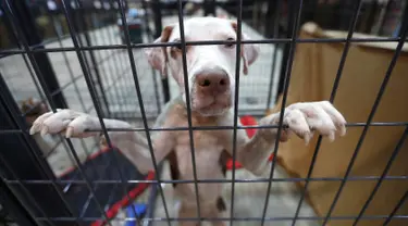 Seekor anjing berada dikandang di NRG Arena di Houston, AS (13/9). Relawan mengamankan sekitar 400 anjing dan 100 kucing untuk membantu menyatukan pemilik dengan hewan peliharaannya yang hilang akibat Badai Harvey. (Karen Warren/Houston Chronicle via AP)