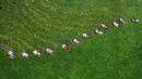 Foto dari udara memperlihatkan para petani memanen kastanye air di sebuah telaga di Taizhou, Provinsi Jiangsu, China, Senin (12/7/2021). Kastanye air merupakan makanan pokok dalam masakan China. (STR/AFP)