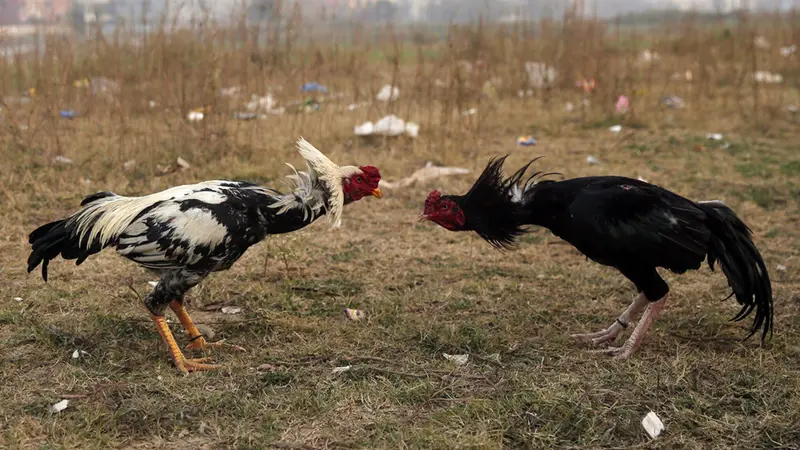 FOTO: Menyaksikan Pertandingan Sabung Ayam di Pakistan