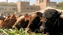 Sejumlah sapi yang dijual di pasar ternak untuk hewan kurban menjelang perayaan Idul Adha di Desa Al Manashi di Giza, Kairo, Mesir, Rabu (7/9). (REUTERS/Mohamed Abd El Ghany)