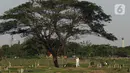 Petugas bersiap melakukan pemakaman jenazah dengan protokol COVID-19 di TPU Tegal Alur, Jakarta, Selasa (29/9/2020). Dari Maret hingga 25 September 2020, tercatat 2.145 jenazah dimakamkan dengan protokol COVID-19 di di TPU Tegal Alur. (Liputan6.comHelmi Fithriansyah)