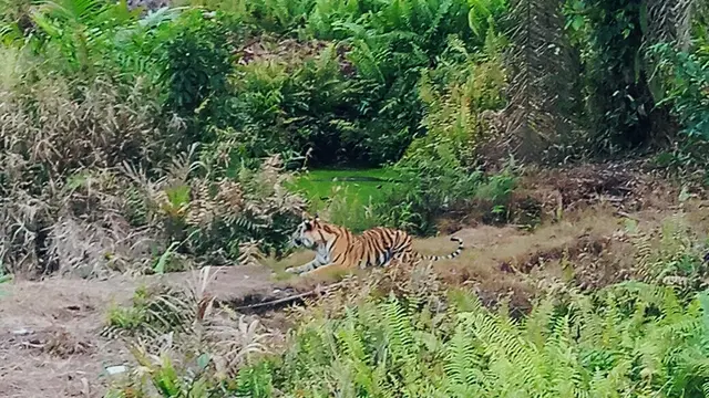 Kerap Terlihat, Kenapa Harimau Baru Serang Manusia Sekarang?