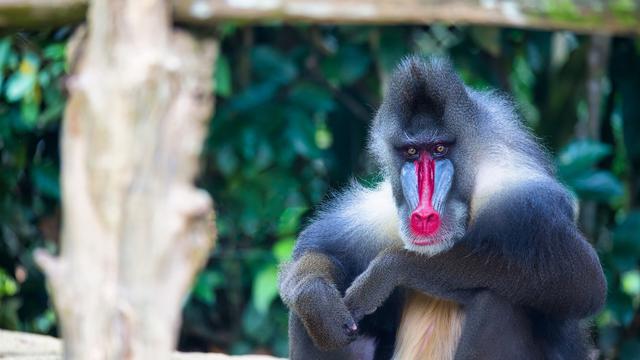 Mandrill