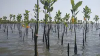 Ilustrasi penanaman hutan mangrove. (Ilustrasi/Liputan6.com)