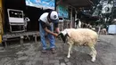 Pedagang merawat kambing di kios hewan ternak kawasan Buaran, Jakarta Timur, Jumat, (10/6/2022). Mewabahnya Penyakit Mulut dan Kuku (PMK) hewan berdampak pada pedagang kambing. (Liputan6.com/Johan Tallo)
