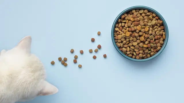 Ilustrasi Makanan Kucing