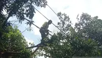 Cegah Tumbang, Sudin Pertamanan dan Hutan Kota Jaktim Siapkan Penanganan Pohon pada 2026