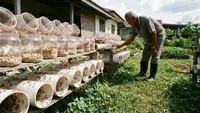 Cara Ternak Kroto Tanpa Pohon Besar, Sangat Mudah untuk Peluang Cuan Melimpah