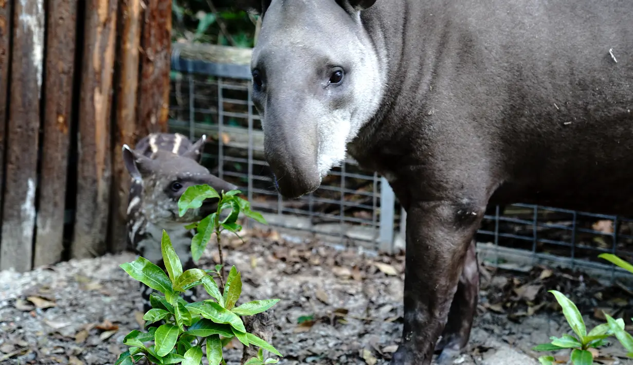 Seekor tapir Amerika Selatan betina terlihat bersama bayinya di Kebun Binatang Shanghai di Shanghai, China timur (9/10/2020). Bayi tapir itu lahir pada 8 September di kebun binatang tersebut. (Xinhua/Zhang Jiansong)
