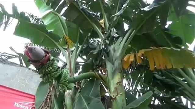 Pisang Berbuah di Tengah Batang
