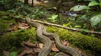 Bocah di India Tewas Digigit Ular, Keluarga Pilih Ritual di Sungai Gangga Ketimbang Perawatan Medis