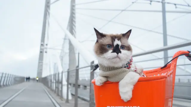 Jenis Kucing Berbulu Pendek